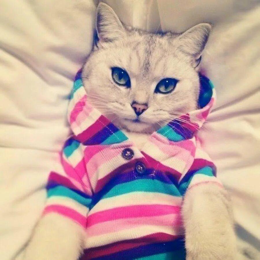 Крутые котики девочки. Кошка на аву. крутые кошки на аву. крутой милый кот. кошки милые и крутые.