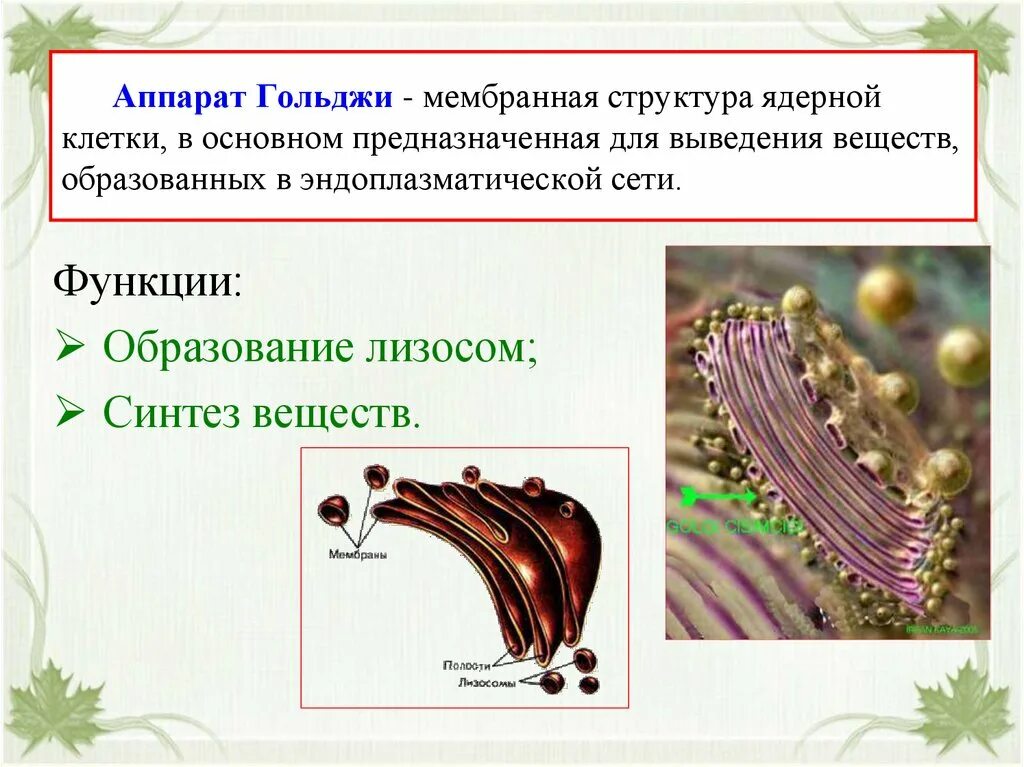 Комплекс Гольджи строение под микроскопом. Функции аппарата гольджиобразова. Образование лизосом в аппарате Гольджи. Аппарат гольджи это лизосома