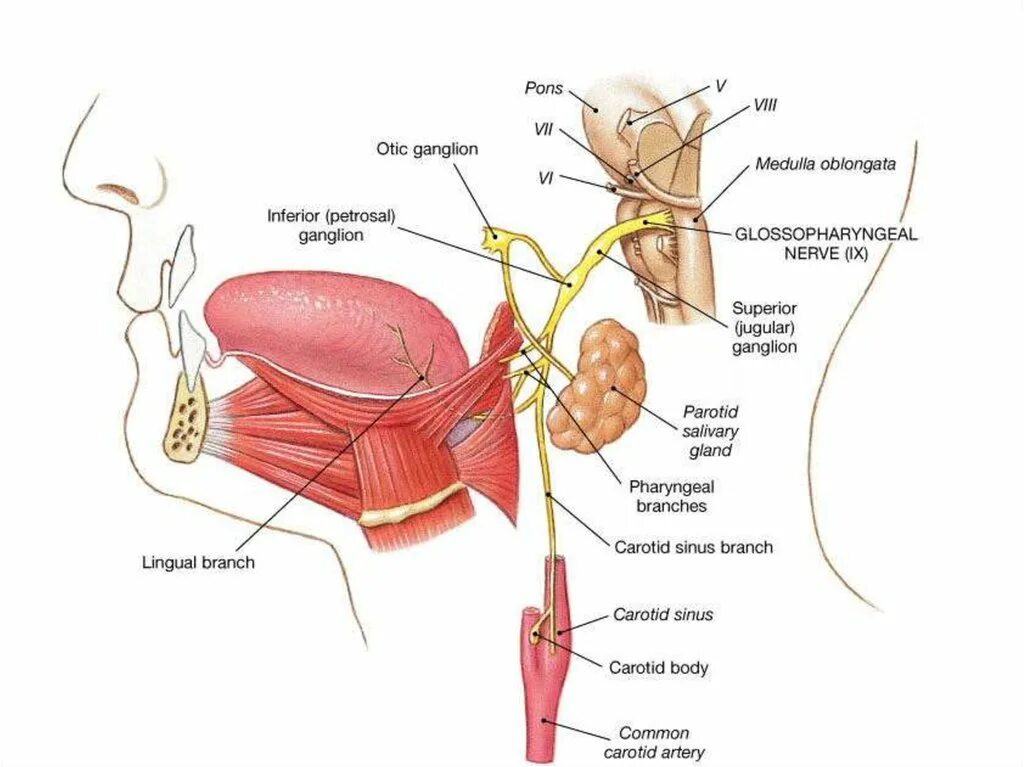 Ix черепного нерва. Малый Каменистый нерв анатомия. Схема языкоглоточного нерва анатомия. Языкоглоточный нерв анатомия схема. Ход языкоглоточного нерва схема.