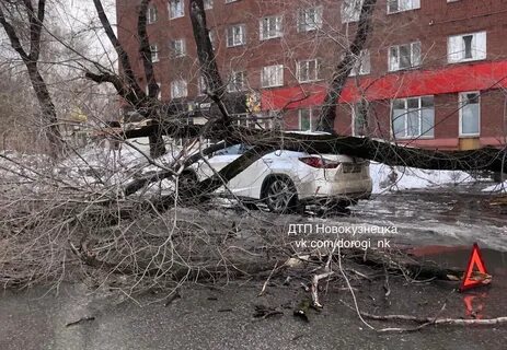 На мальчика упал дерево