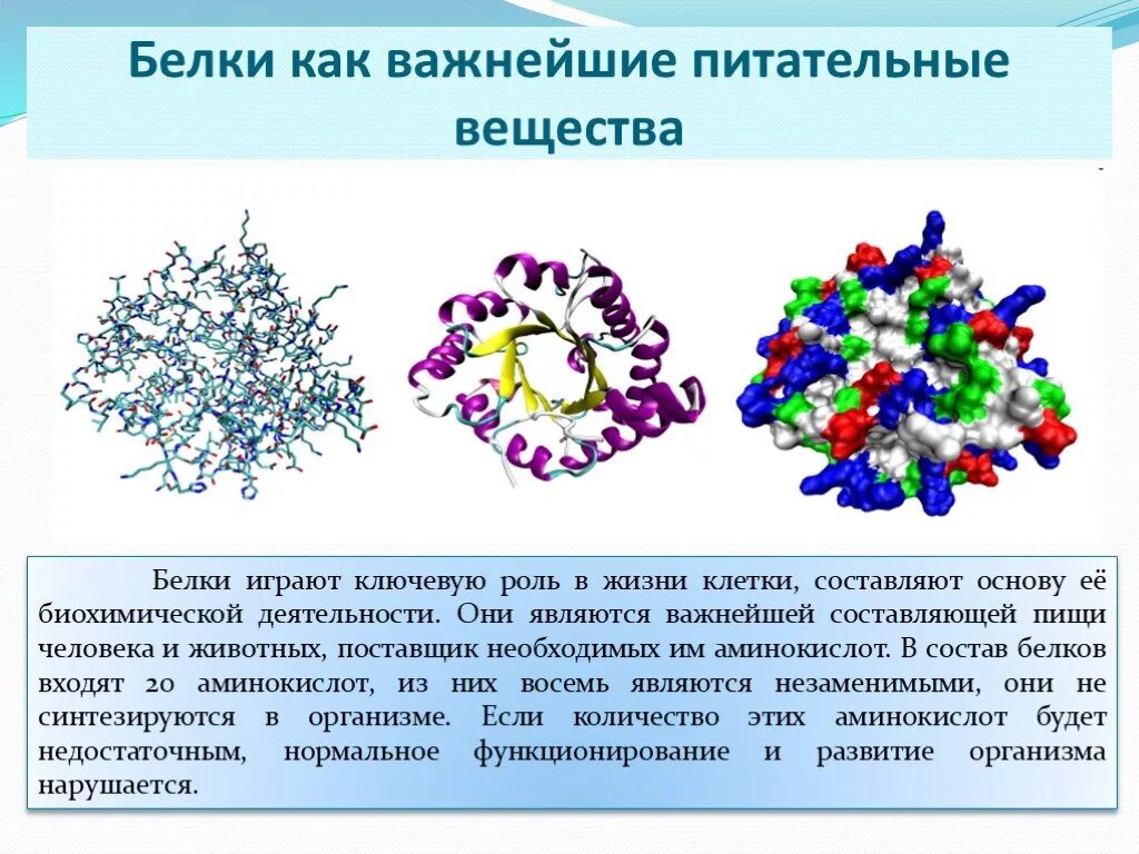Роль белка в живом организме. Белковые соединения. Белки вещества. Белки химические соединения. Роль белков в организме химия.