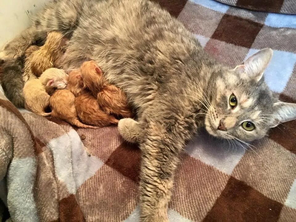 Сколько кошки вынашивают котят в животе обычные