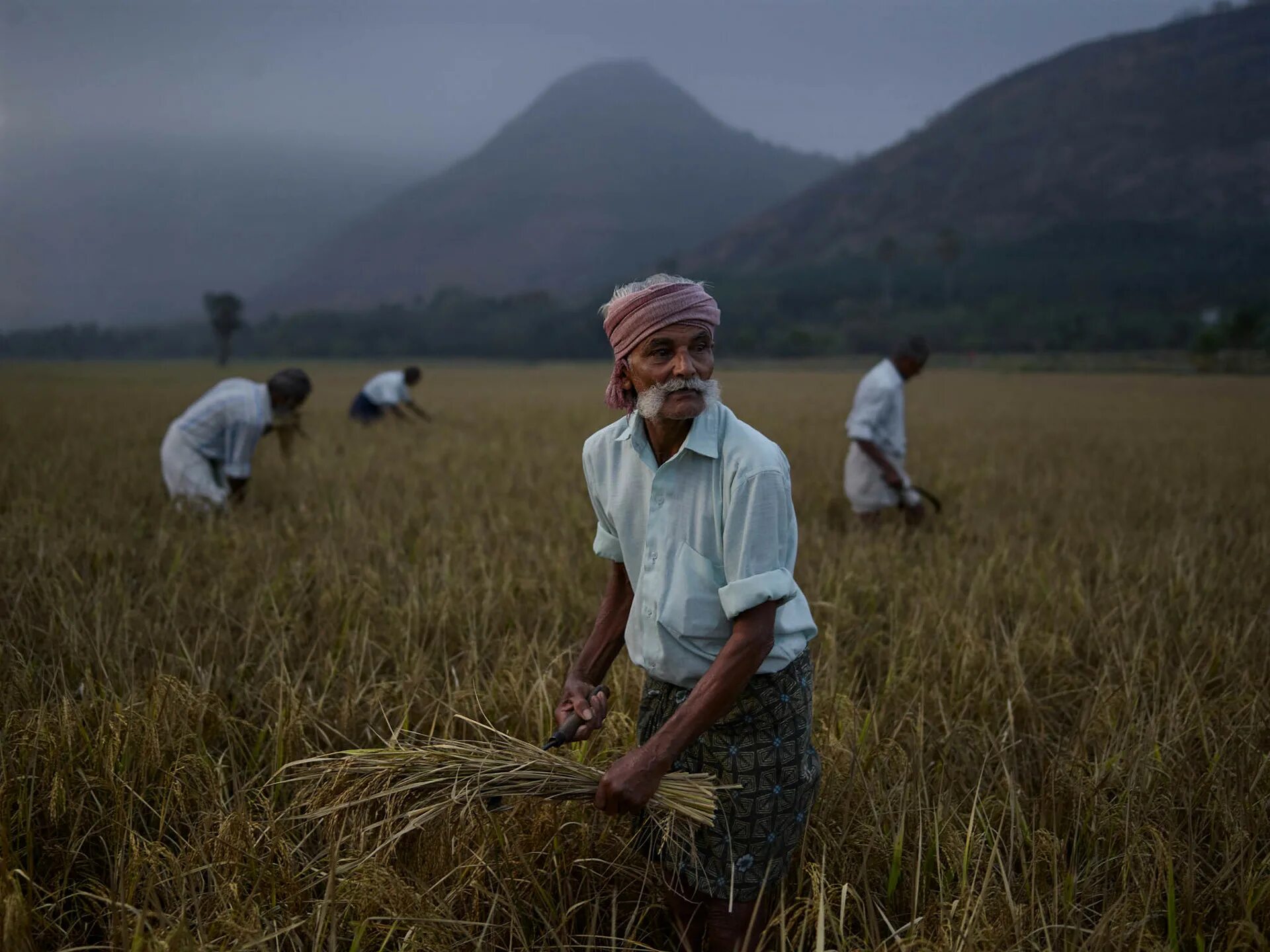 Rice Farmer. Farmer in the field. Rice Farmer hat. L field