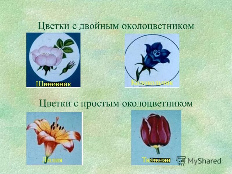 Цветок с двойным околоцветником. Цветок с простым околоцветником. Крестоцветные растения околоцветник