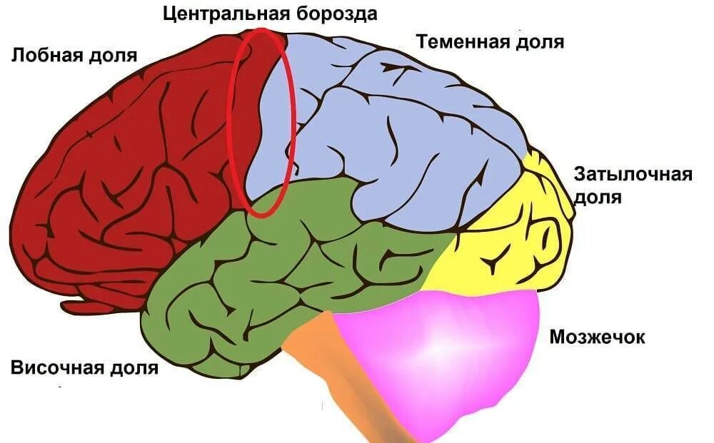 Лобная эпилепсия. Роландова борозда. Лобные и височные доли. Лобно-височная эпилепсия. Лобная и теменная доли.