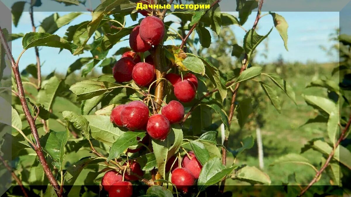 Яблоня сорт красное раннее. Яблоня Malus красное раннее. Яблоня Райские яблочки красные. Яблоня каперс ранняя красное. Яблоня красное раннее описание фото