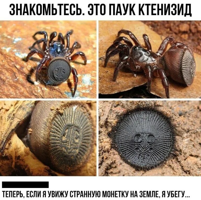 Циклокосмия: Паук с печатью Бога. Сложная броня защищает хищника от прямых атак 