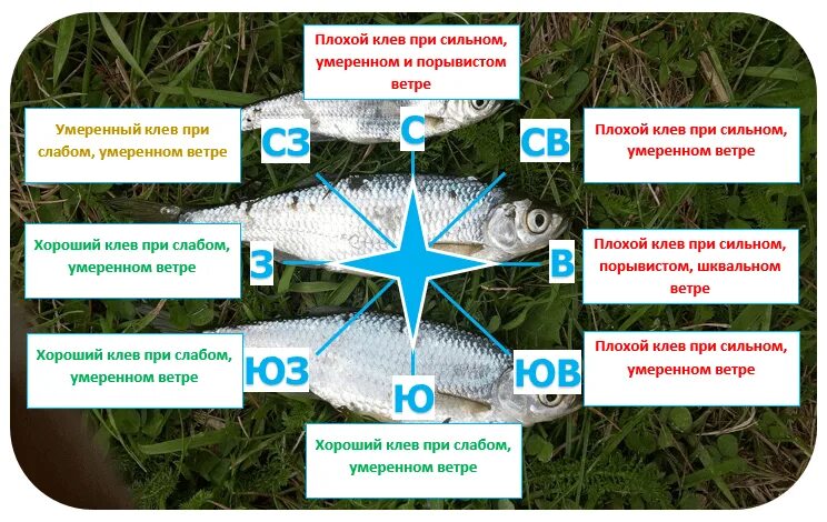 При каком ветре лучше клюет рыба. Влияние ветра на клев рыбы. Какой ветер лучше для рыбалки. Влияние направления ветра на клёв.