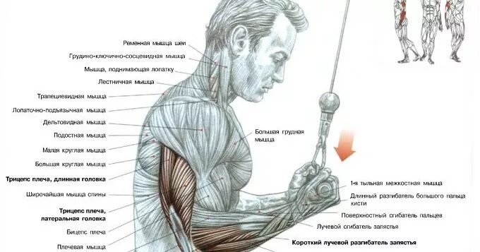 Как накачать длинную. Упражнения на длинную головку бицепса. Длинная головка трицепса. Упражнения на длинную головку трицепса. Трицепс это какая мышца.