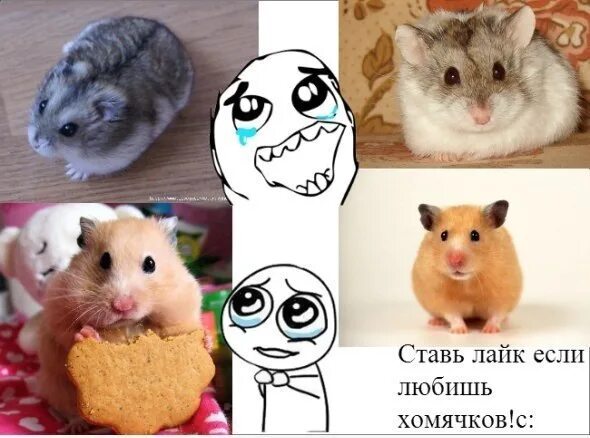 Смешные хомяки. Мемы про хомяка игру. Комикс про хомяка. Хомяк из мема. Мемы про хомяка игру.