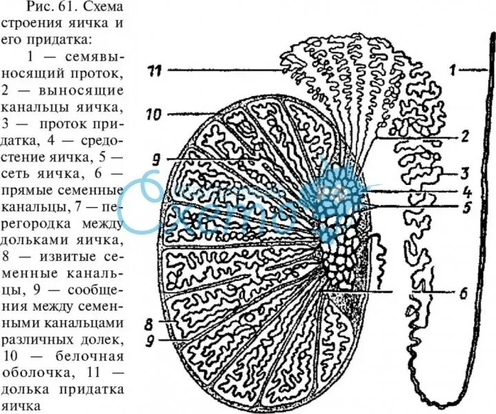 Схема разреза семенника. Схема строения семенника. Схема строения яичка и семявыносящих путей. Схема строения семенника и его придатка. Размеры придатков яичек