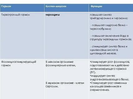 Тиреотропная клетка