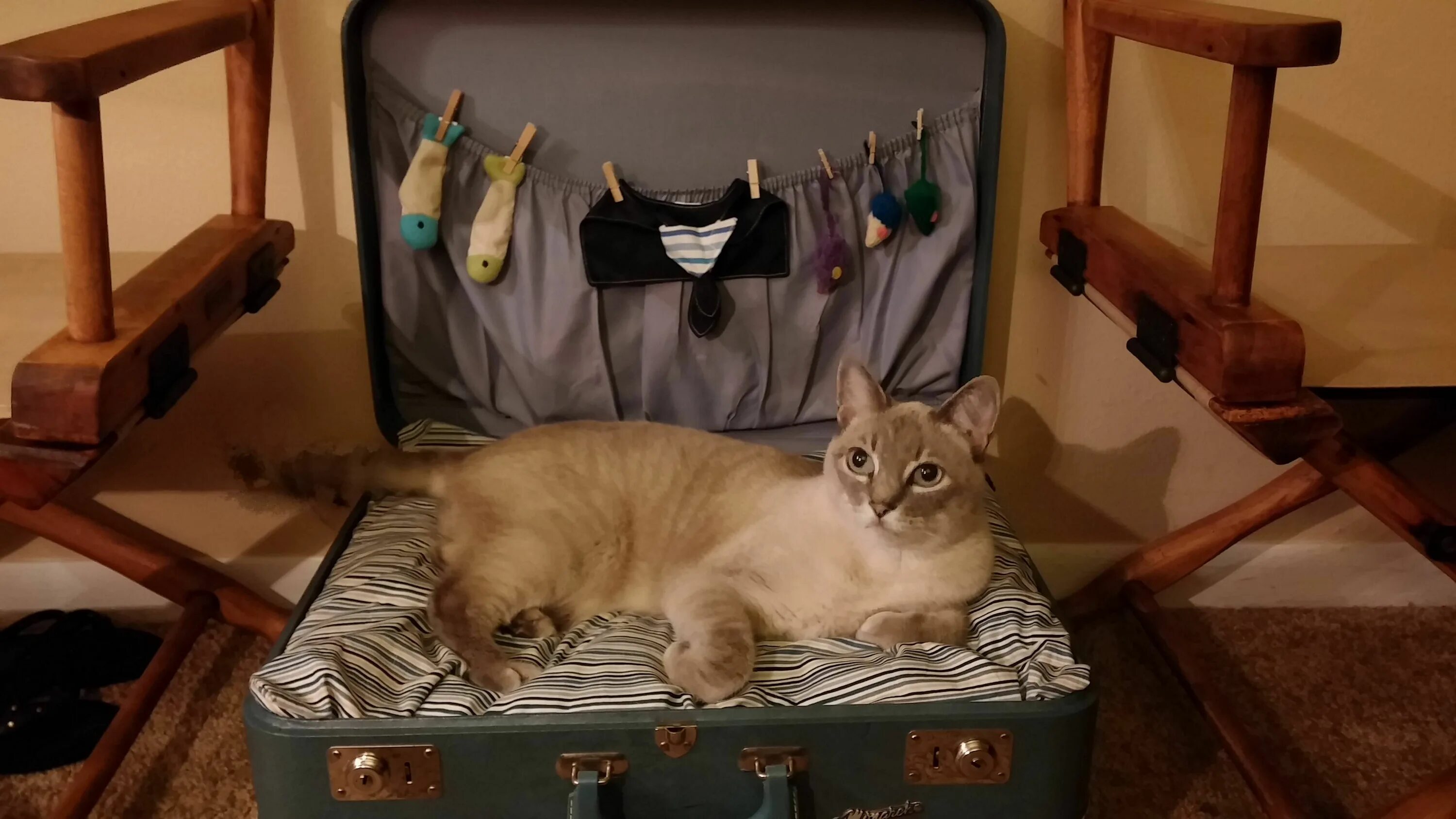 It took some convincing but my handsome boy is finally using his new bed Cats, C