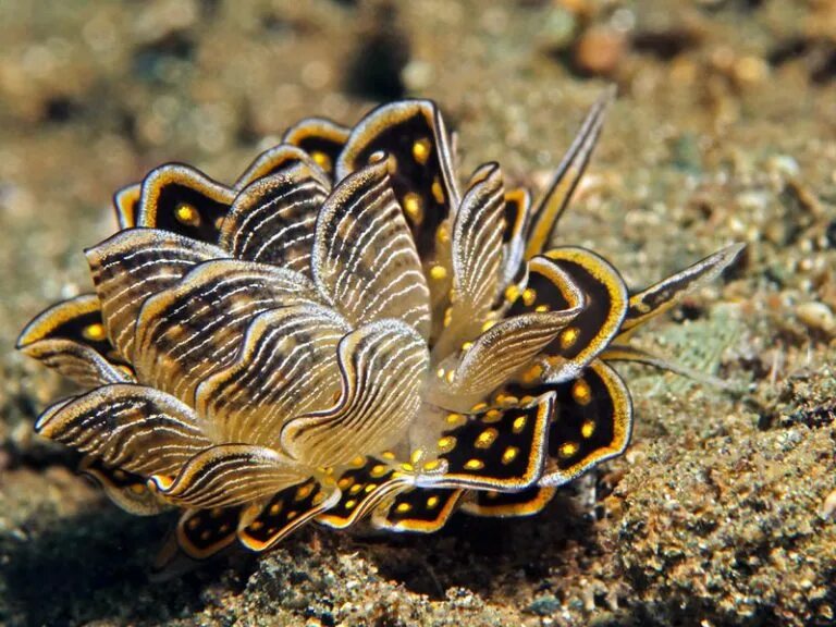 Голожаберный моллюск Янолус. Cyerce nigricans. Морской СЛИЗЕНЬ моллюск. Cyerce nigricans бабочка морской СЛИЗНЯК.