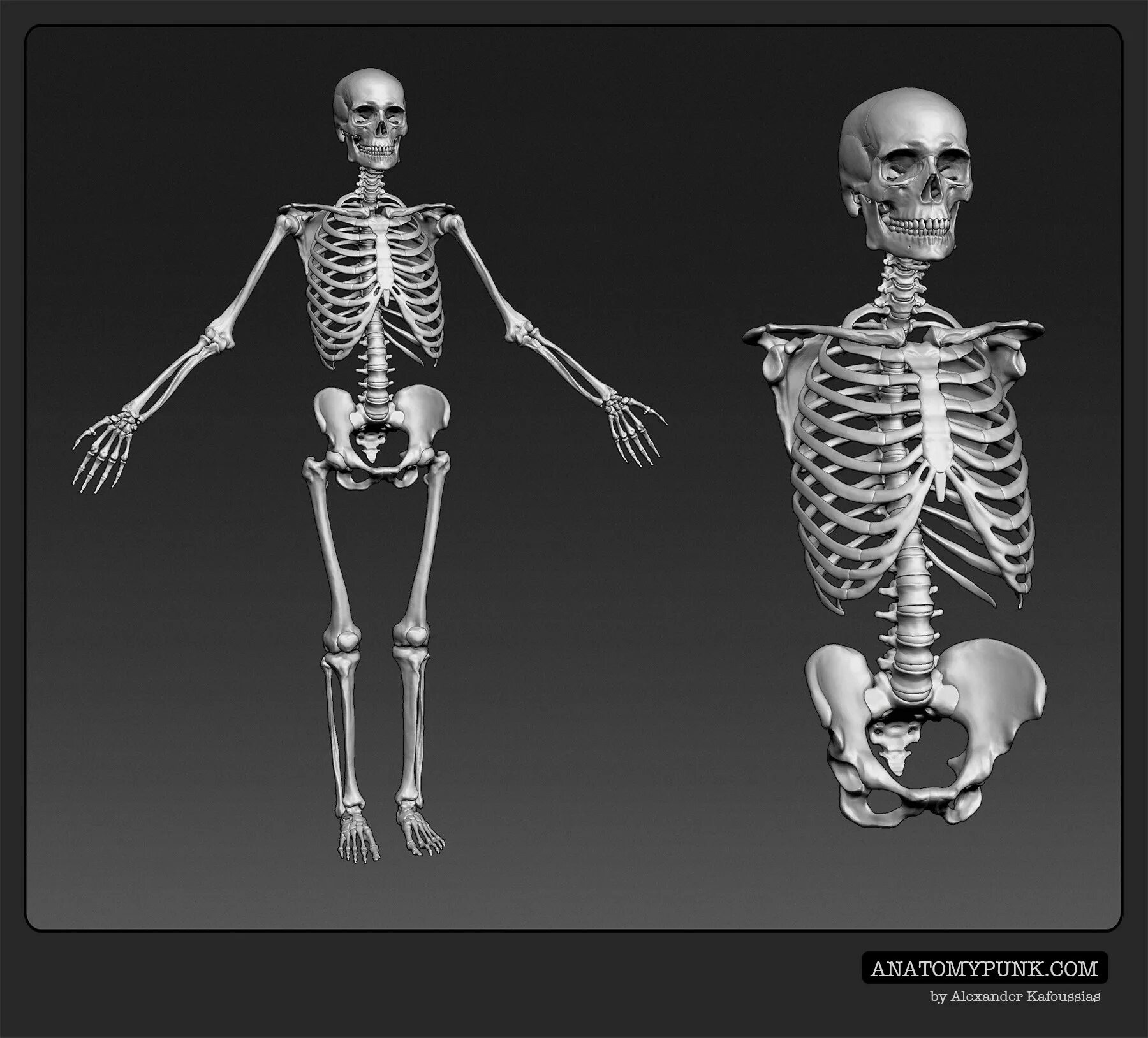 Скелет референс 3.4. Скелет человека референс. Анатомия скелета человека референс. Женский скелет.
