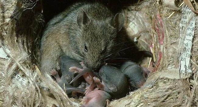 Гнездо крыс. Гнездо крыс. Гнездо крыс. Мышиное гнездо в доме. Гнезда грызунов.