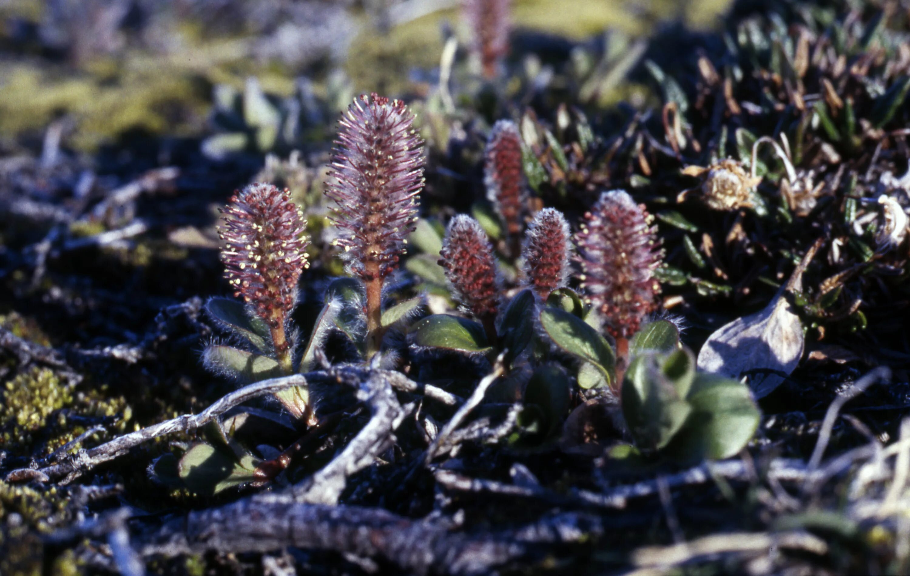 Карликовая ива фото. Полярная Ива в тундре. Salix Arctica. Карликовая береза и Полярная Ива. Карликовая Ива в тундре.