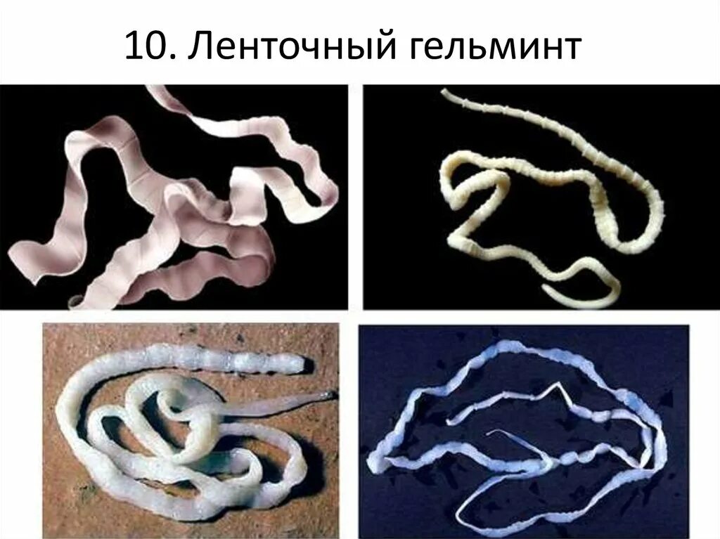 Черви паразиты бычий цепень. Ленточные черви бычий цепень. Цикл развития бычьего цепня биология. Ленточный червь цепень. Как вывести бычий цепень.