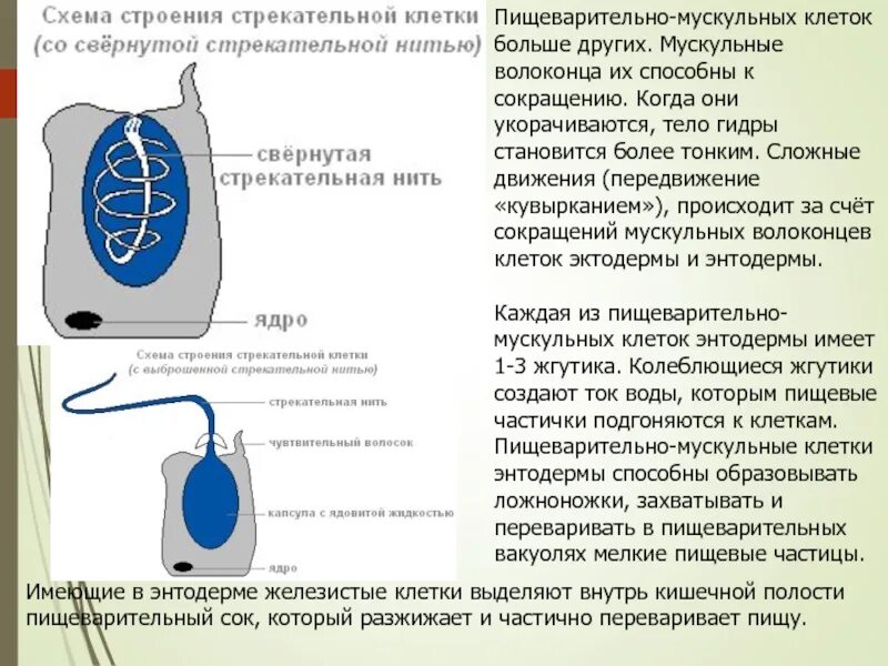 Наличие стрекательных клеток характерно для