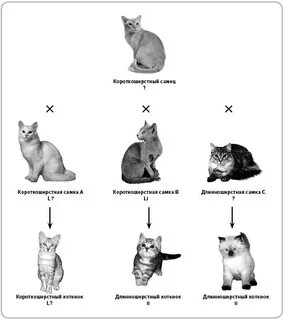 Как распознать кота