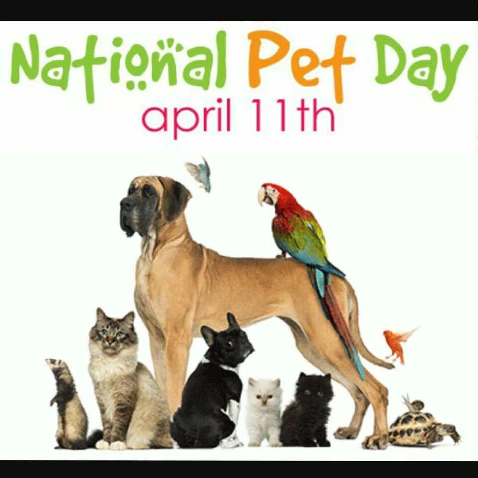 Days my pet. Pet Day. День домашних животных 11 апреля. National Pets Care Day. Harbol Pets.