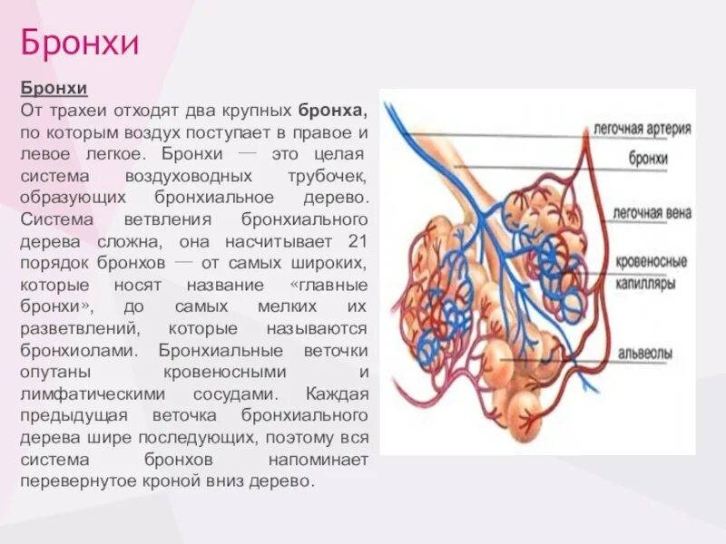 Воздух поступает в альвеолы. ПКА отходят 2 па.