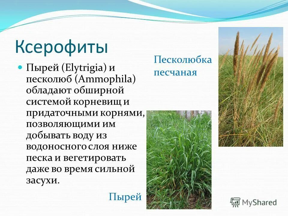 описание корневища пырея