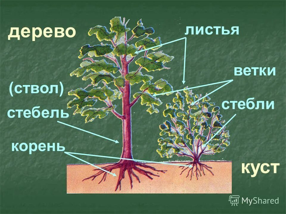 3 корня 1 ствол. Строение дерева. Строение дерева для детей. Строение кустарника. Части дерева и кустарника.