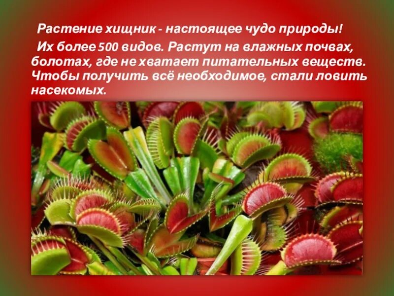 Карнегия гигантская сагуаро. Само растение считают. Само растение считают. Цветок хищник венерина мухоловка. Само растение считают.