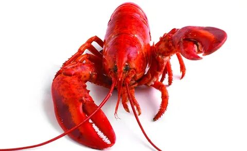 Crayfish 1.16 5