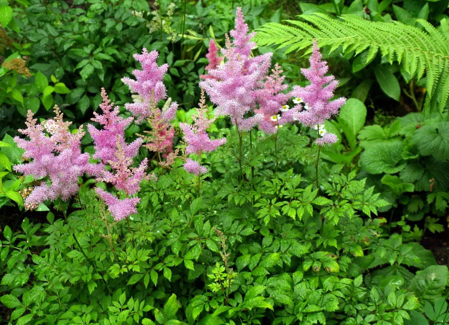Астильба арендса brautschleier. Как цветет астильба. Астильба арендса америка. Как цветет астильба. Как цветет астильба.