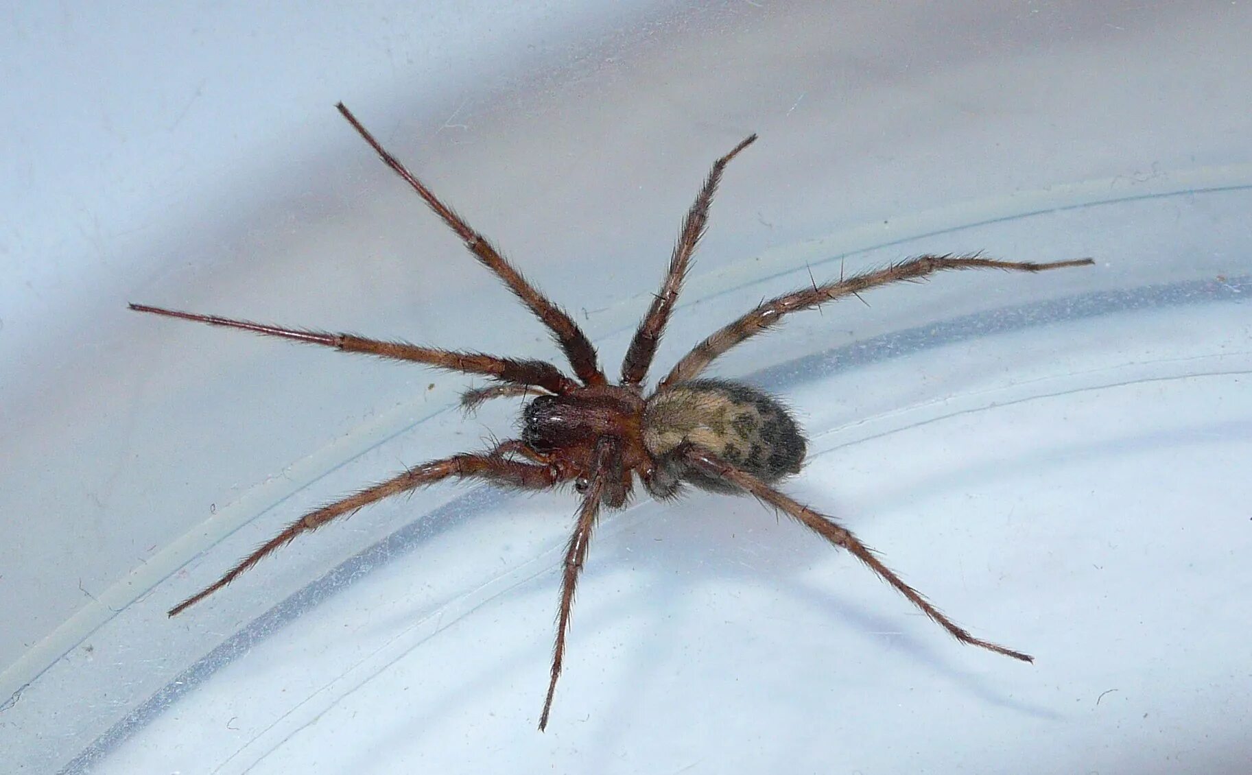 File:Tegenaria (gigantea) duellica.jpg - Wikimedia Commons