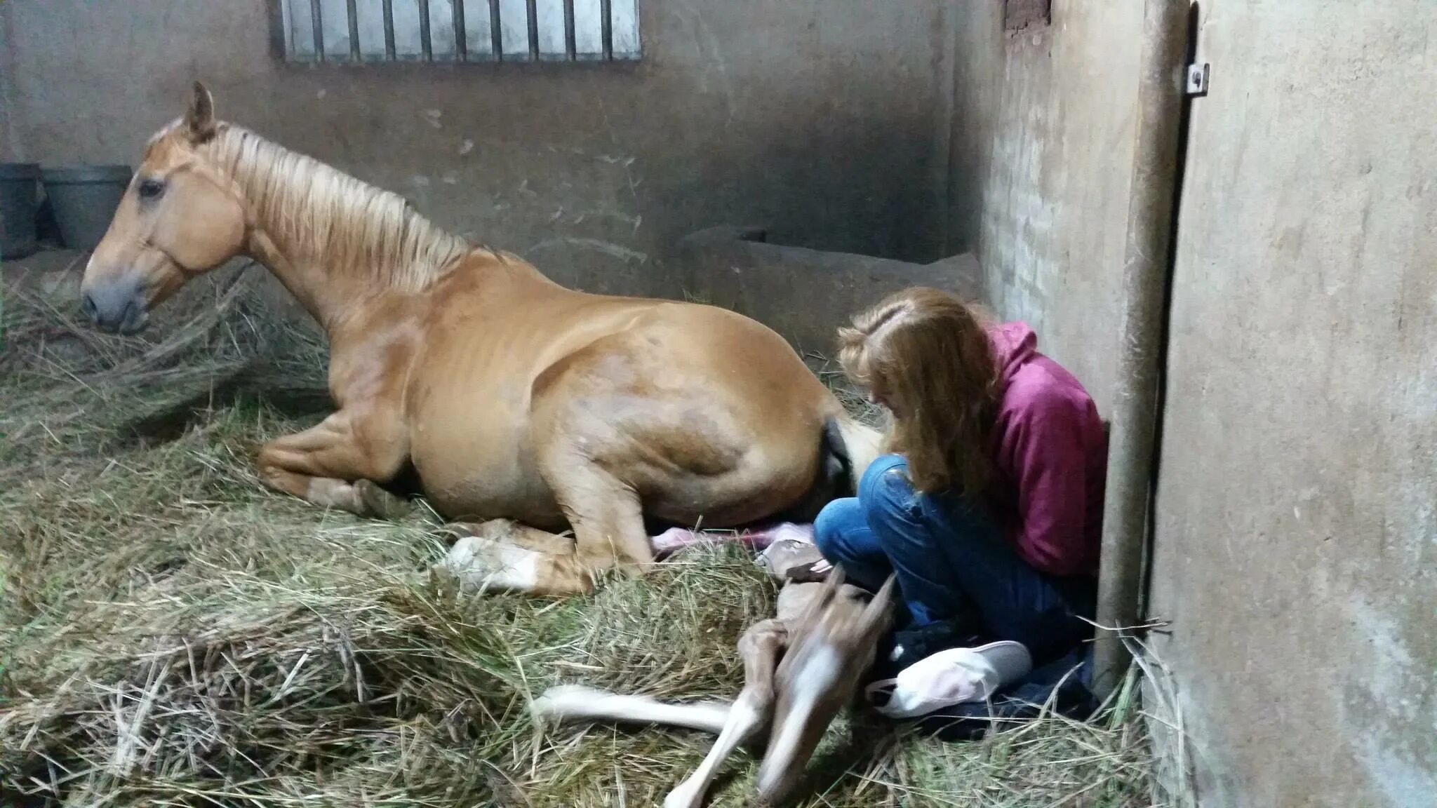 принц на белом коне. женщина на конюшне с жеребцом. голая фотосессия в конюшне. лошадь девушка в одеяле. невеста стала уходить в конюшню.