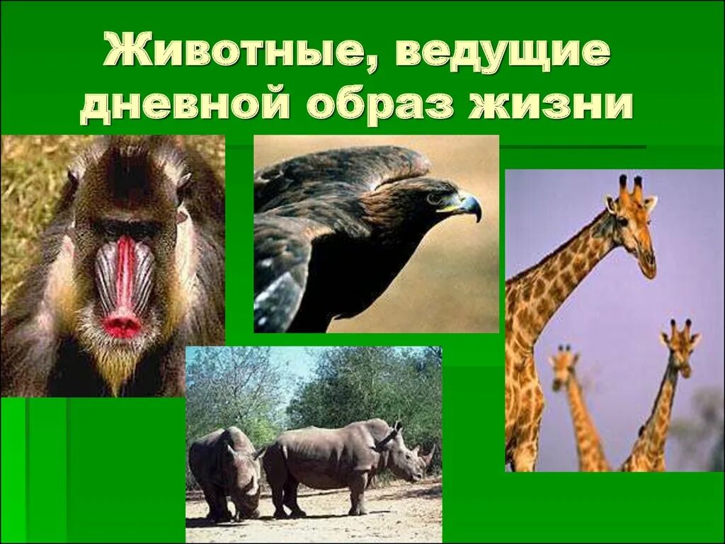 Дневные животные примеры. Организмы ведущие ночной образ жизни. Дневные и ночные животные. Дневной образ жизни животных. Ночные животные примеры.