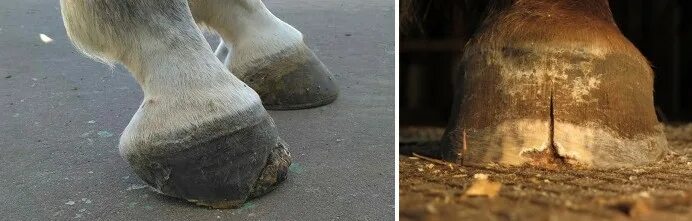 Horses 'neglected for 15 years' found with 3ft-long hooves The Independent The I