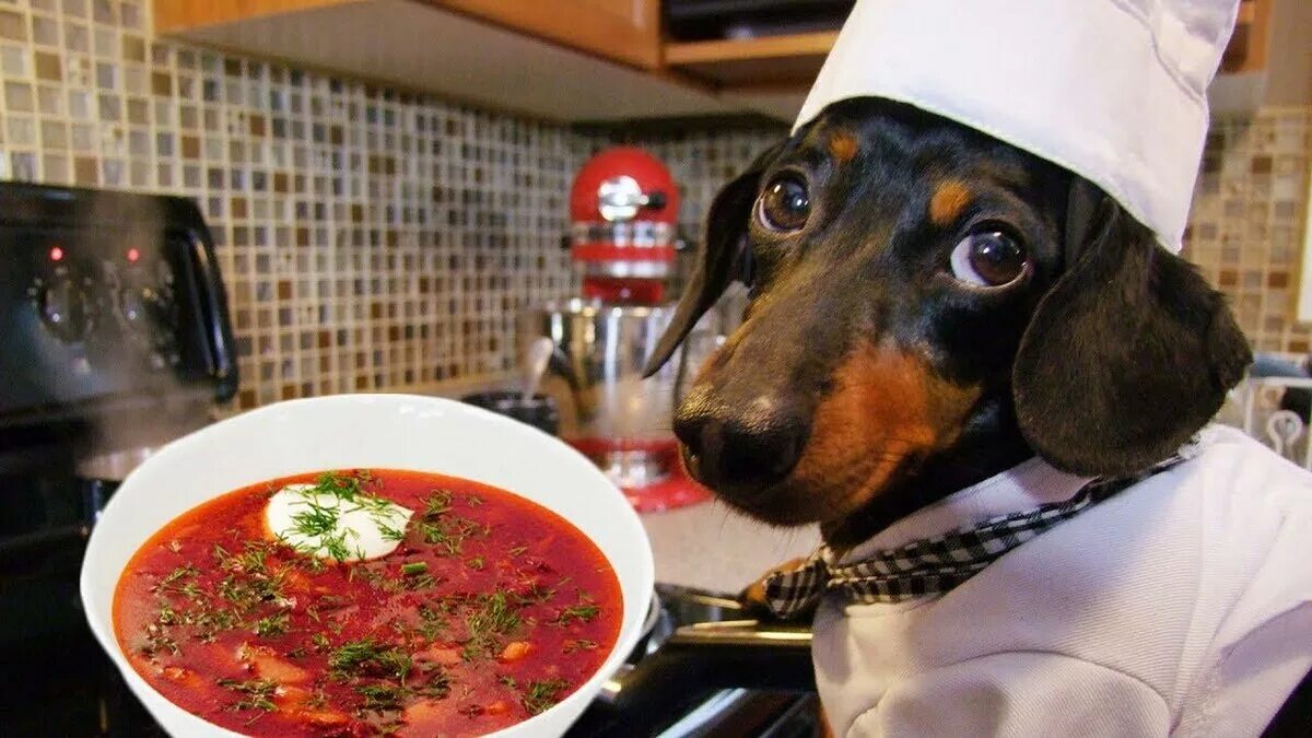 Собака готовит. Животные на кухне. Можно собакам давать суп