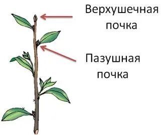 Боковая почка побега
