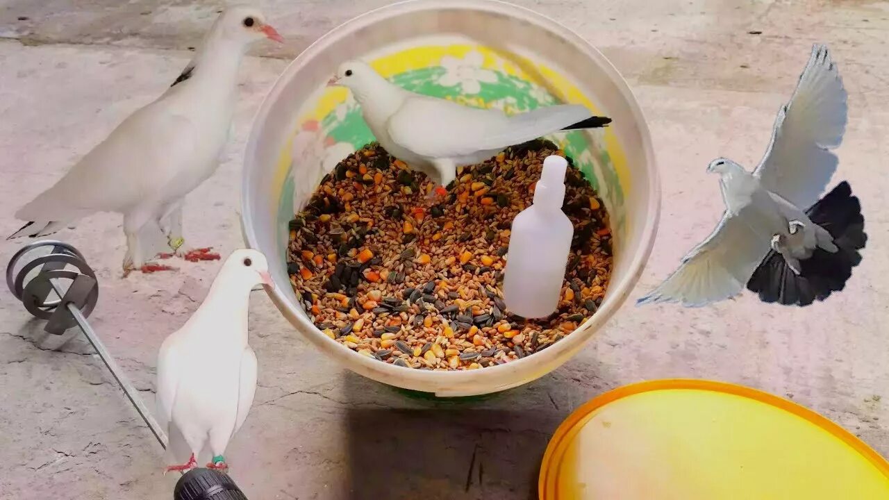Какие зерна голубям