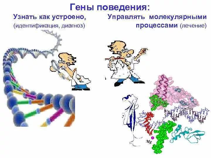 Интеллект генетика. Гены и поведение. Генетика поведения. Нейрогенетика поведения. Гены и поведение человека.