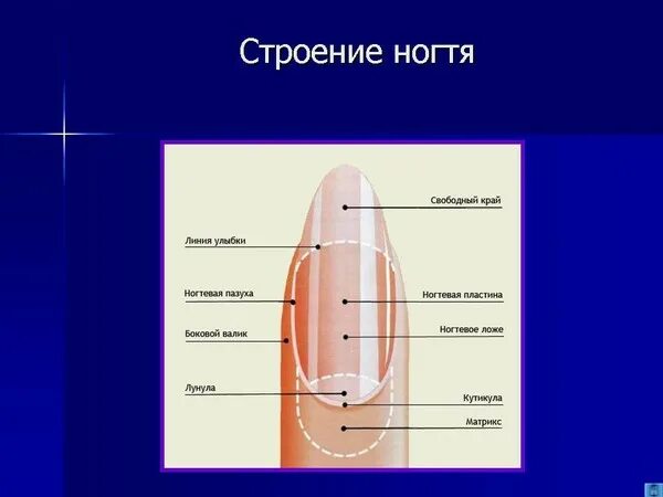 Корни ногтей находятся. Строение ногтя схема с описанием. Анатомическое строение ногтя человека с описанием. Строение ногтевой пластины анатомия. Внутреннее строение ногтя.