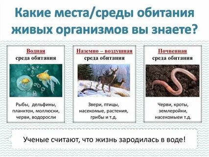 Какие среды обитания живых организмов существуют