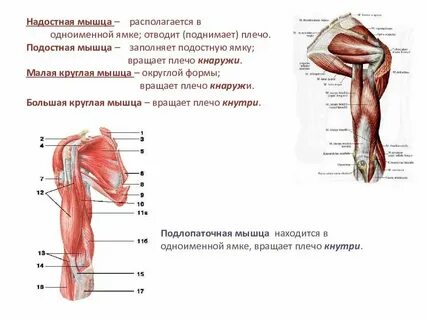 Функции малой круглой
