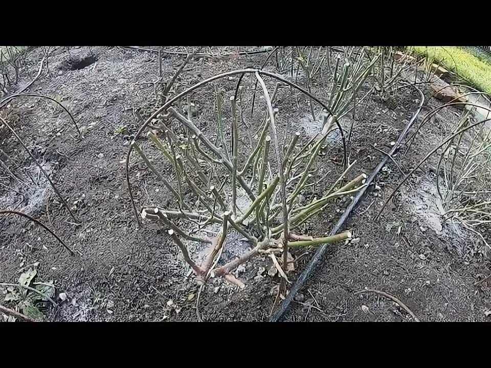 Обрезка роз весной после зимы. Обработка роз весной. Обрезка мускусных роз. Обрезка мускусных роз осенью. Розы после зимы.
