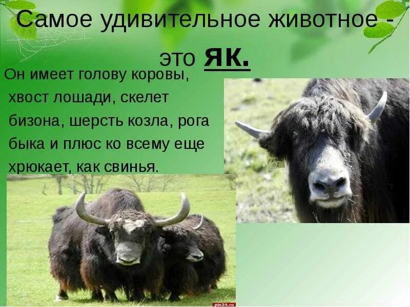 Животное як информация. Интересные факты о яках. Горный зубр красная книга краснодарского края. Доклад о яках. Интересные факты о животных для детей.