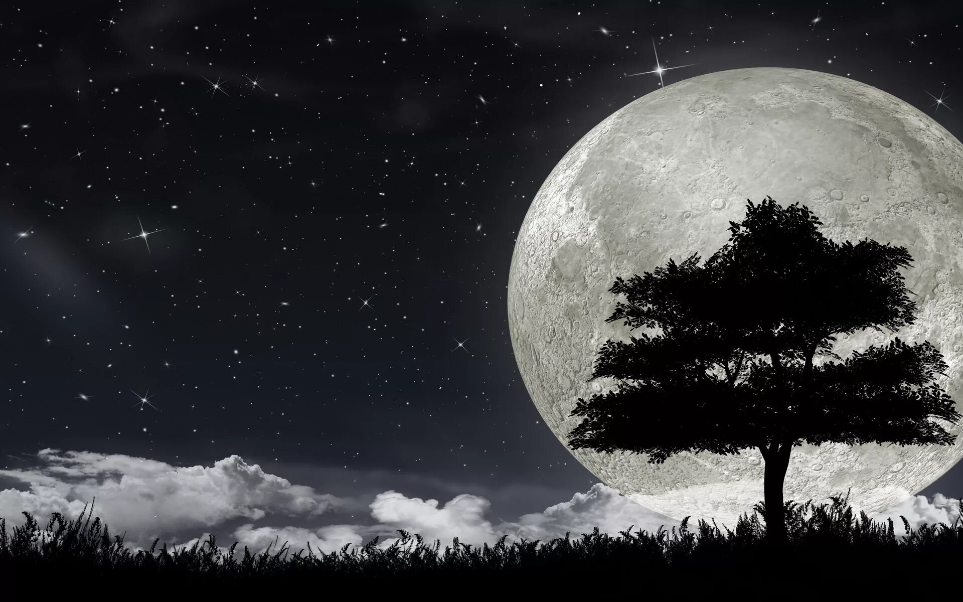 Луна бесплатное видео. Луна и дерево. Большая Луна и деревья. Полнолуние в лесу. Дерево на фоне Луны.