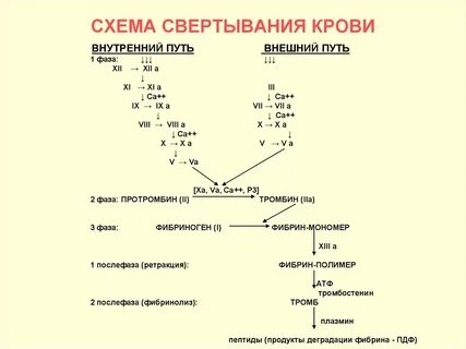 Образование тромба взаимодействие тромбина