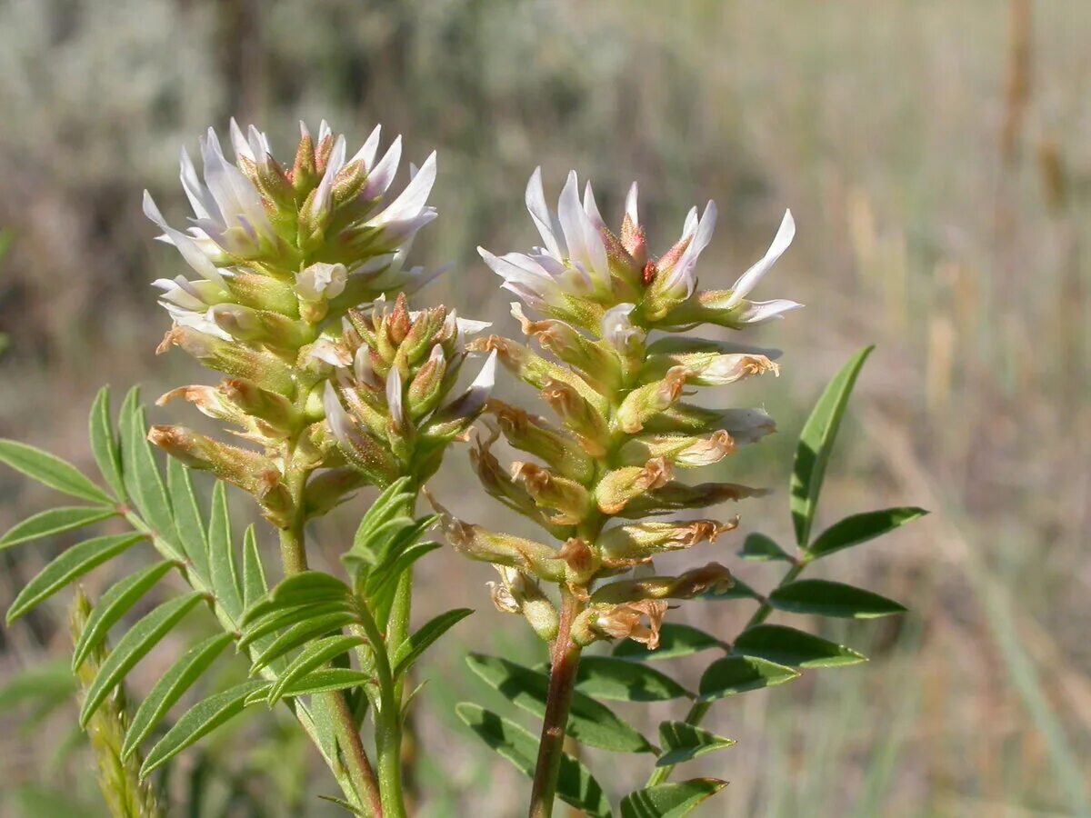 Солодка латынь. Солодка уральская (glycyrrhiza uralensis). лакрица солодка растение. корень солодки, солодка уральская, лакричник. солодка уральская — glycyrrhiza uralensis fisch..