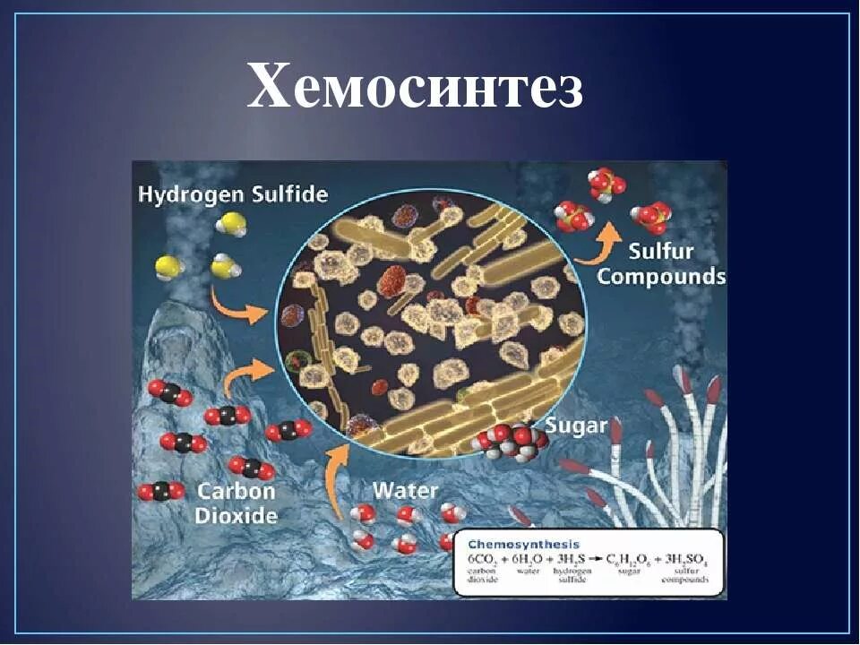 Хемосинтез источник. Хемосинтез. Хемосинтез бактерий. Хемосинтез это в биологии. Хемосинтез схема.