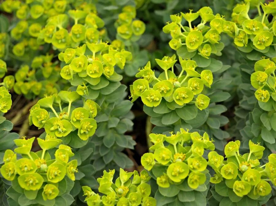 Молочай Палласа. Молочай Палласа Фишера. Молочай Вальдштейна (Euphorbia waldsteinii. Молочай Палласа Euphorbia fischeriana.