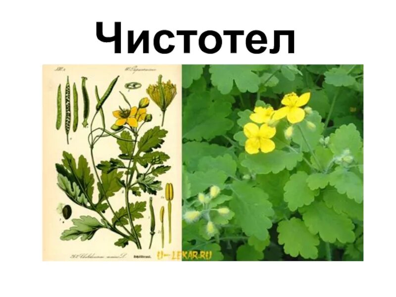 Чистотел большой (Chelidonium majus l.). Чистотел большой Chelidonium majus l. сырье. Чистотел Фармакогнозия. Чистотел Майский.